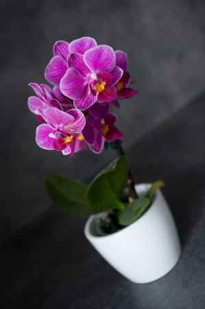 orchideaの写真素材