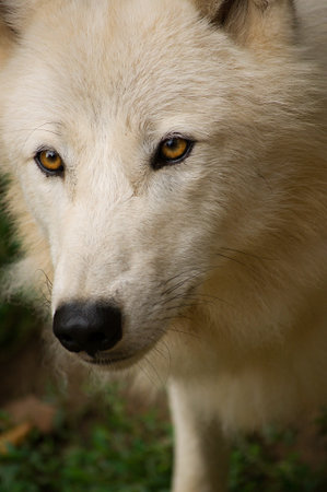 white wolf