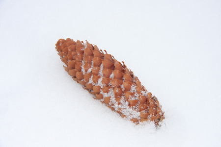 fir-cone on the snow, spruce a lump in the snowの写真素材