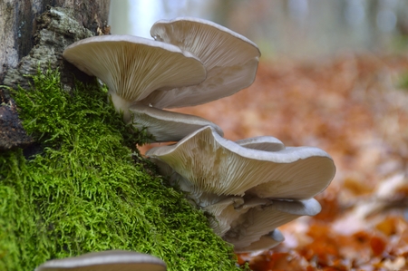 Oyster mushroom in the forestの写真素材