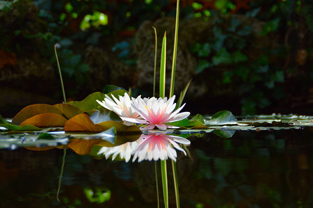 waterlily with reflection in waterの写真素材