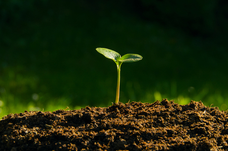 plant germinate from the groundの写真素材