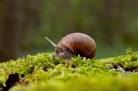Snail in the mossの写真素材