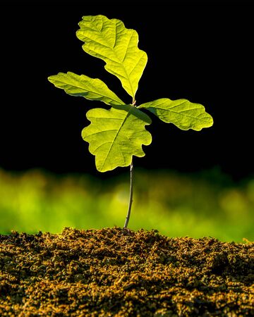 Small oak plant in the garden. Tree oak planting in the soil substrate. Seedlings or plants illuminated by the side light. Highly lighted oak leaves with dark background and green grass.の写真素材