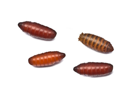 fly maggots in pupa stage undergoing the transition to become the flying insect  の写真素材
