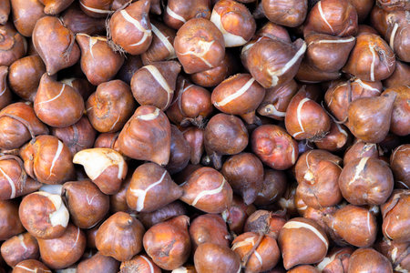 Many tulip bulbs in the Holland market are in a box. This is beautiful background with baby flowers.