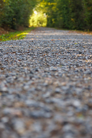 Gravel path in the forest under the canopy of trees, day and summer or autumn. Nobody on the...