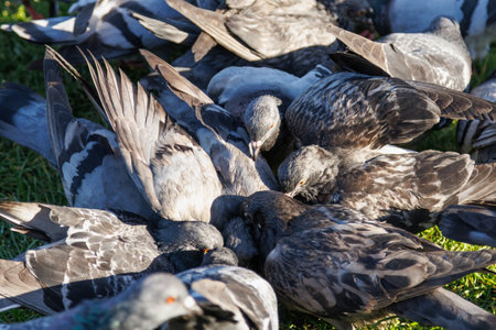 Grey pigeons eat food on the green grass.の写真素材