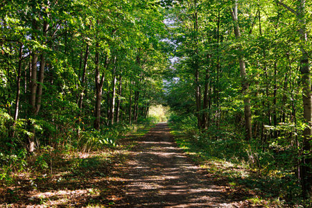 Path in the forest under the canopy of trees, day and summer or autumn. Nobody on the picture.の写真素材