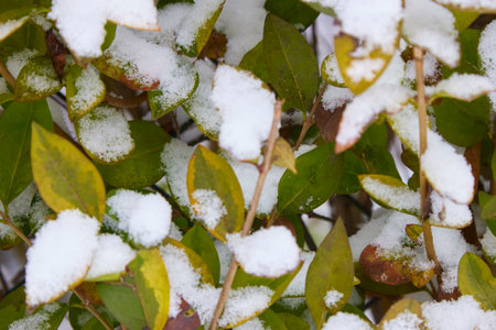 Bush colorful leaves under snow in early winter.の写真素材
