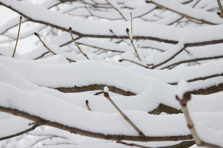 Winter tree branches with no folliage under the snow in the park.の写真素材