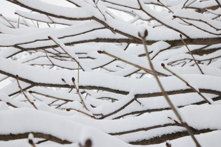 Winter tree branches with no folliage under the snow.の写真素材