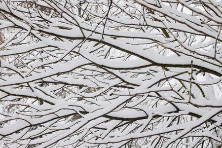 Winter tree branches covered by snow with no folliage in the forest.の写真素材