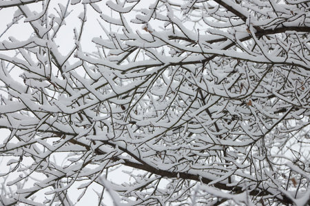 Winter tree branches without folliage under the snow.の写真素材