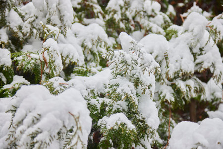 Pine branches in the snowy forest snow. Freshly fallen snow in winter.の写真素材
