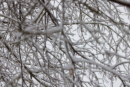 Winter tree branches with no folliage under the snow.の写真素材
