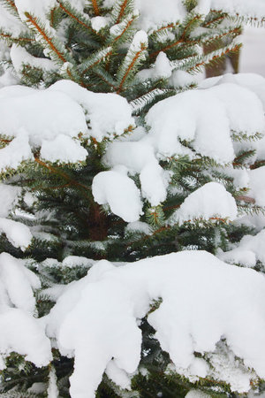 Pine branches in the forest under the snow. Freshly fallen snow in winter.の写真素材