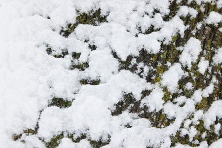 Tree trunk and texture of snow lying in ripples in barkの写真素材
