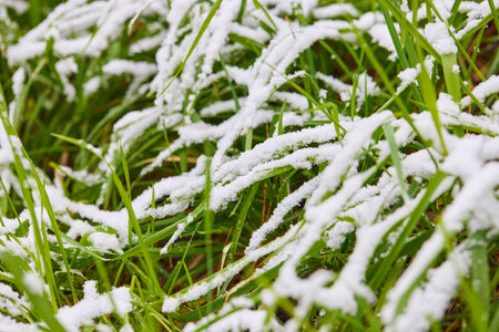 Green grass covered with snow, the first snow at the beginning of winter.の写真素材