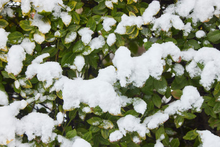 Green leaves under snow in December in winter.の写真素材