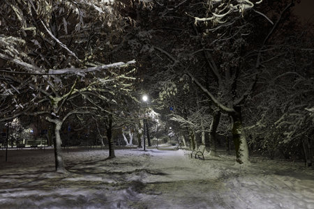 City park at night in white cold winter.の写真素材