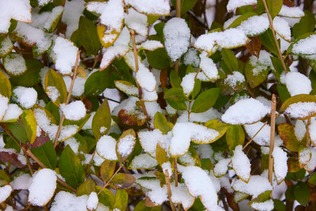 Colorful leaves under white snow in December.の写真素材