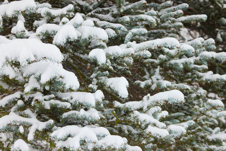 Big pine branches in the forest under the snow. Freshly fallen snow in winter.の写真素材