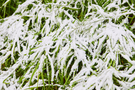 Freshly fallen snow on green grass. Great natural background.の写真素材