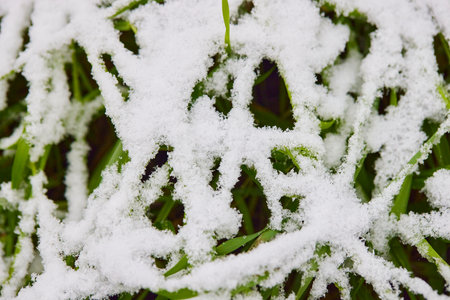 Green grass with snow, the first snow at the beginning of winter.の写真素材