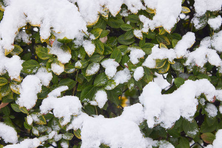 Green and yellow leaves under snow in December.の写真素材