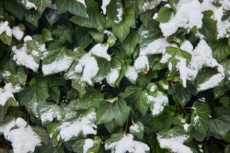 Green bush covered with snow. Snow on green leaves. First winter snow.の写真素材