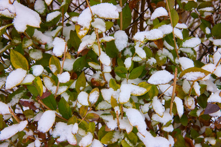 Colorful foliage under white snow in January.の写真素材