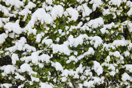 Green foliage snow covered leaves in winter.の写真素材