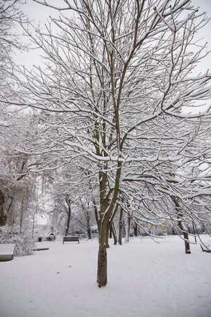 Snow tree in the park covered with snow.の写真素材