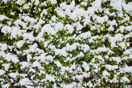 Green leaves in the garden under snow.の写真素材