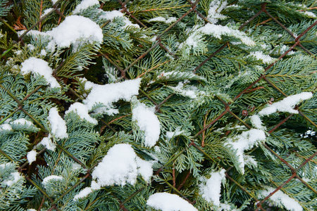 Coniferous tree under the snow in winter.の写真素材