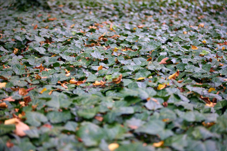 The flowering plant of the European ivy genus in autumn.の写真素材
