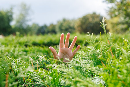Palm of hand sticking out of thuja bushes.の写真素材