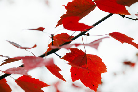 Red leaves on a branch in autumn on the white background.の写真素材