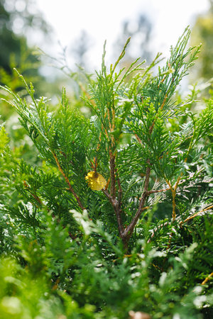 Closeup branch of thuja tree, evergreen coniferous tree in the park.の写真素材