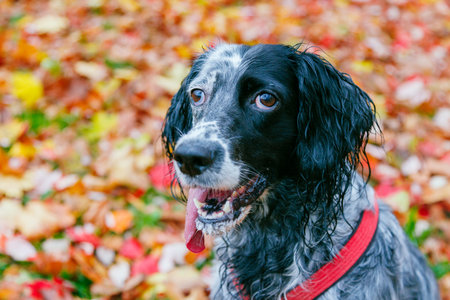 Dog against autumn colorful leaves as a background.の写真素材
