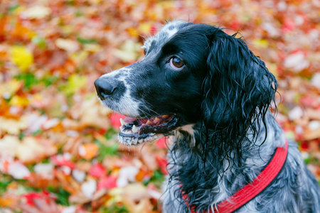 English setter with autumn colorful leaves on background.の写真素材
