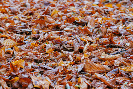 Orange leaves texture in the park. Autumn fall yellow foliage background.の写真素材