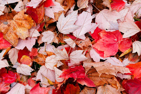 Red and pink leaves texture closeup in the park. Autumn fall colorful foliage background.の写真素材