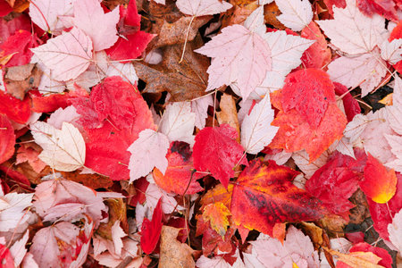 Red and orange leaves texture in the park. Autumn fall colorful foliage background.の写真素材