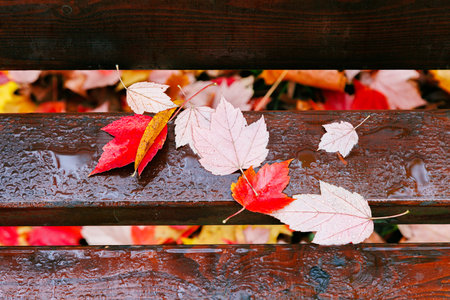 Red leaves on the bench after the rain as a background.の写真素材