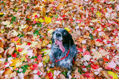 Black and white english setter on autumn colorful leaves in the park.の写真素材