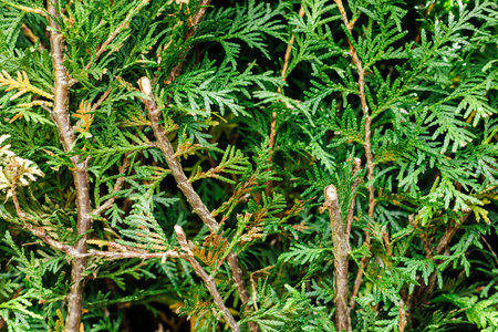 Closeup of green wall of thuja branches in the park.の写真素材