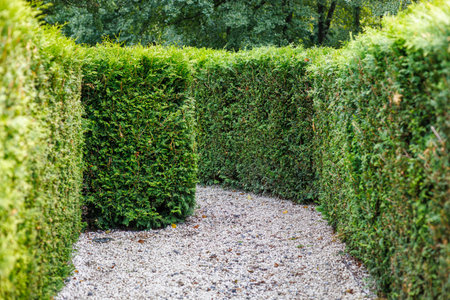 Wall of thuja trees in the park.の写真素材