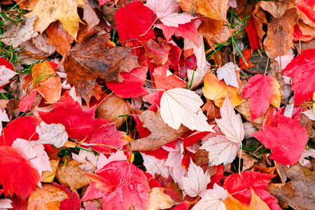 Red and orange leaves texture leaves texture closeup in the park. Autumn fall colorful foliage background.の写真素材